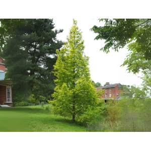 Metasekvoja čínska (Metasequoia glyptostroboides) - výška 350-370 cm, obvod kmeňa 10/12 cm, kont. C30L - NA KMIENKU